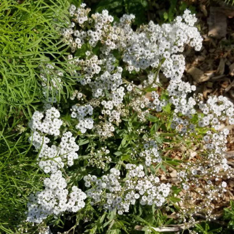 plant image 1106633