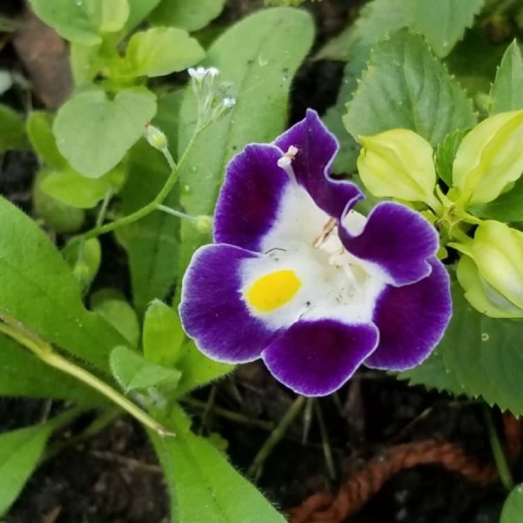 plant image 1111863