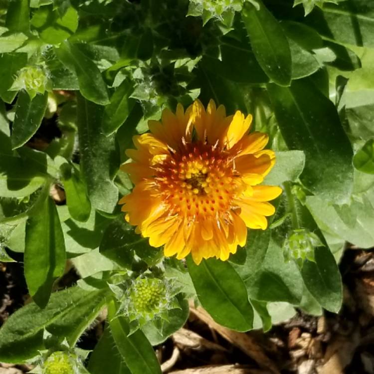 plant image 1112401