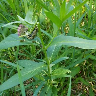 Asclepias incarnata 'Cinderella'