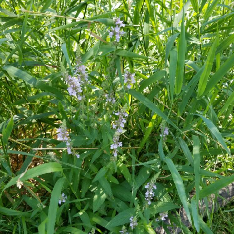 plant image 1124501