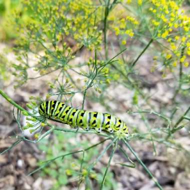 Anethum graveolens
