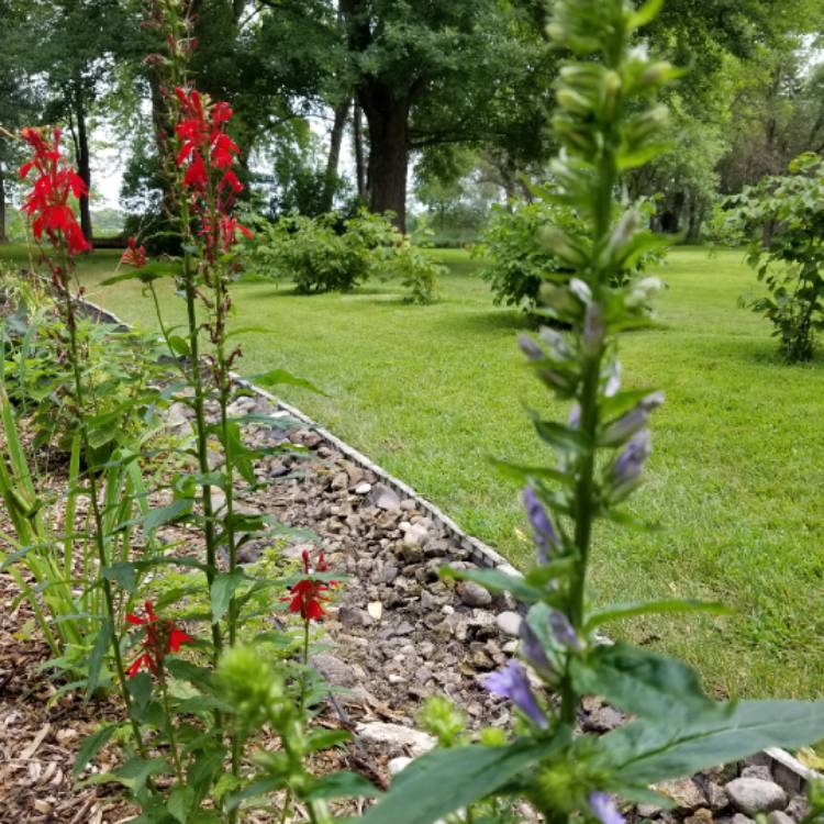 plant image 1143362 plant image 1143362