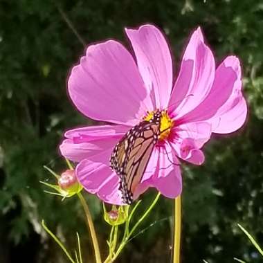 Cosmos