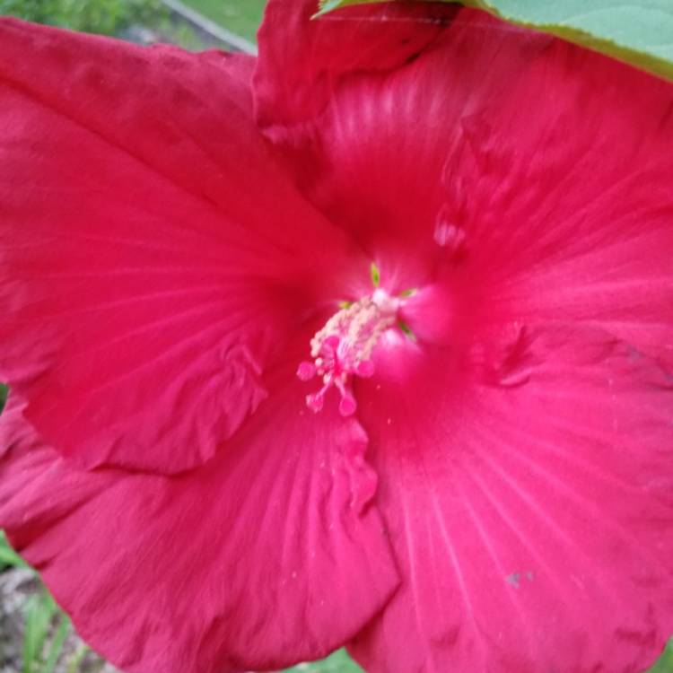 plant image 1160785