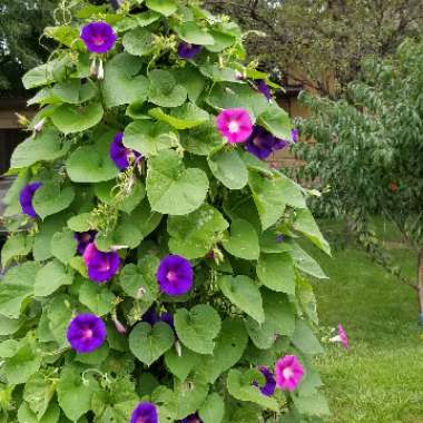 Ipomoea