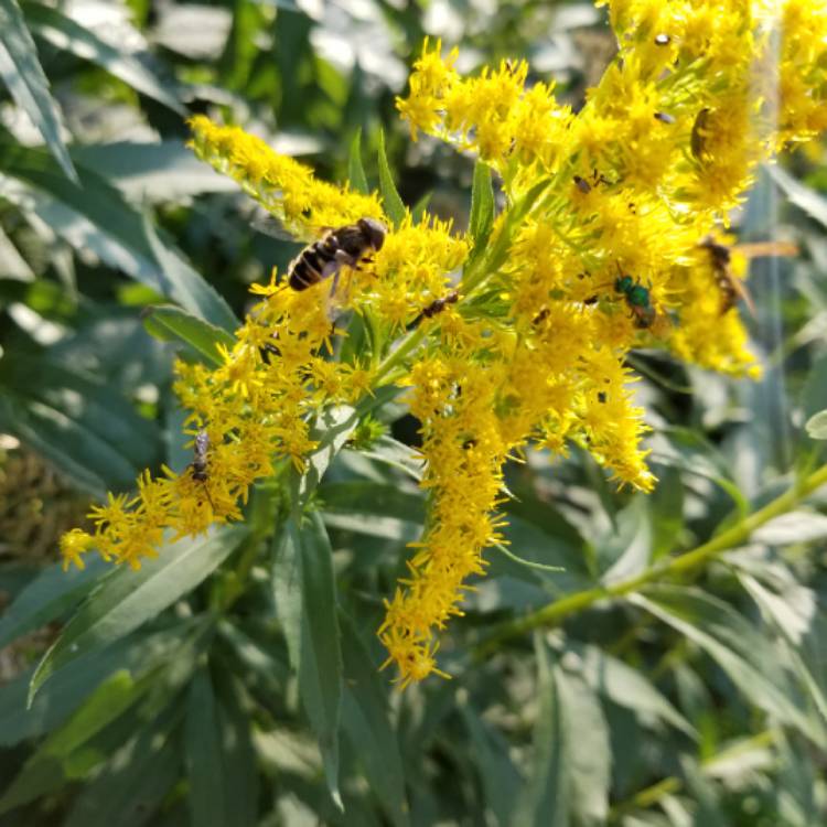 plant image 1170655
