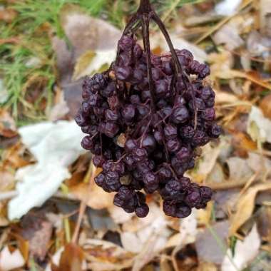 Sambucus nigra subsp. canadensis.