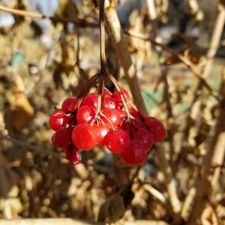 Plant image Viburnum trilobum