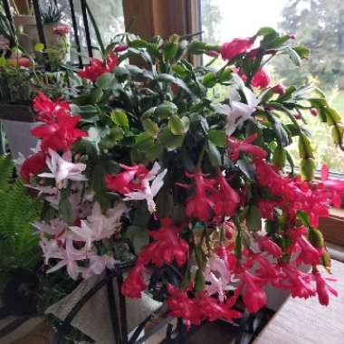 Schlumbergera truncata