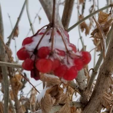 Viburnum opulus 'Roseum' syn. Viburnum opulus 'Sterile'