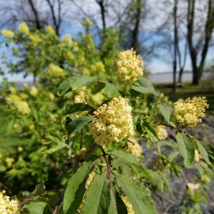 Plant image Sambucus Racemose