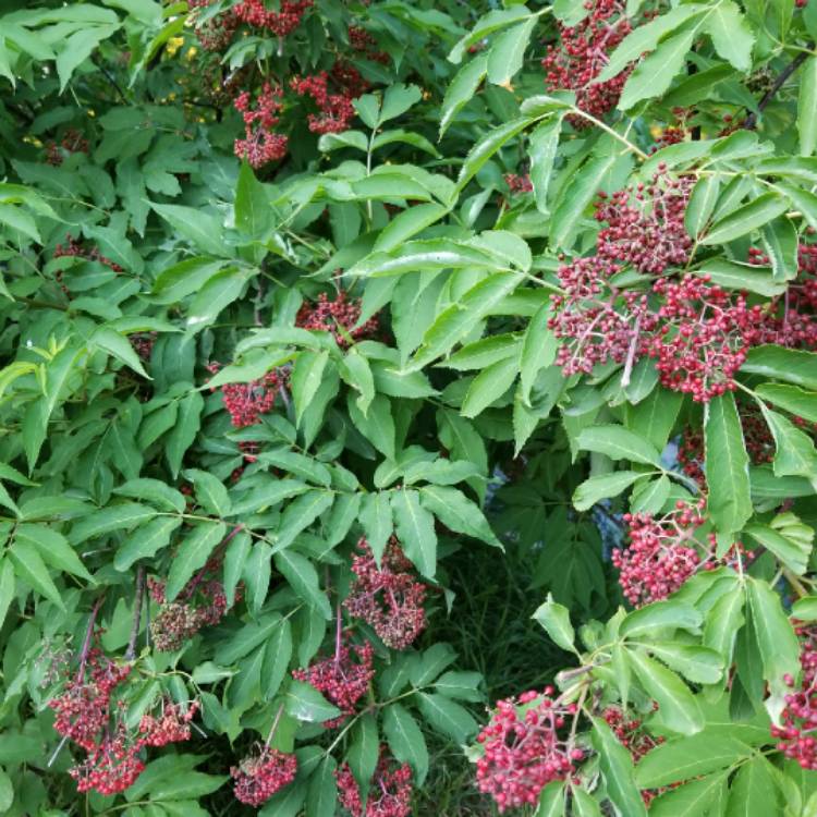 plant image 1329846 plant image 1329846