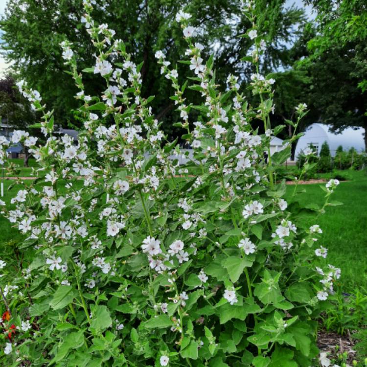 plant image 1353165 plant image 1353165