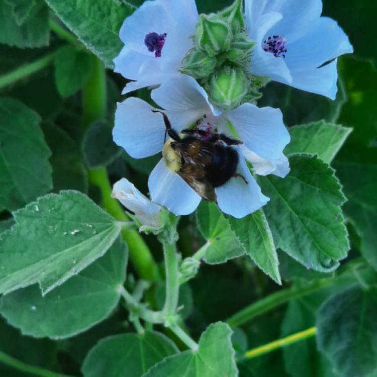 Plant image Althaea officinalis 'Romney Marsh'