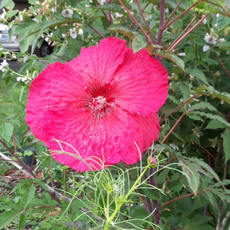 plant image 1363120
