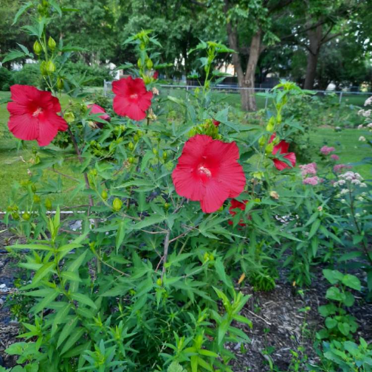 plant image 1368833