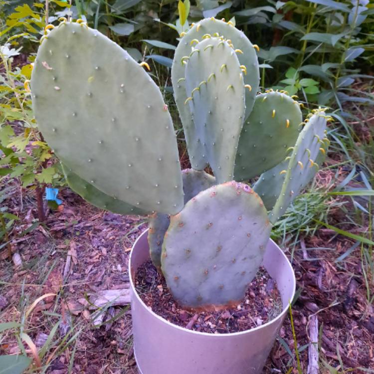 plant image 1368869