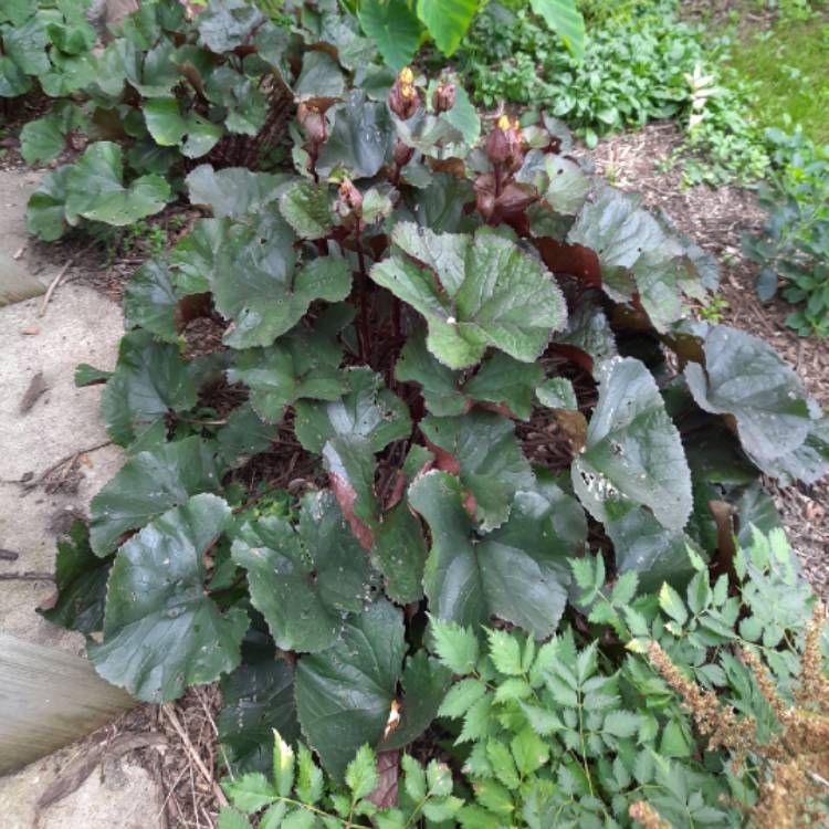 plant image 1371024 plant image 1371024