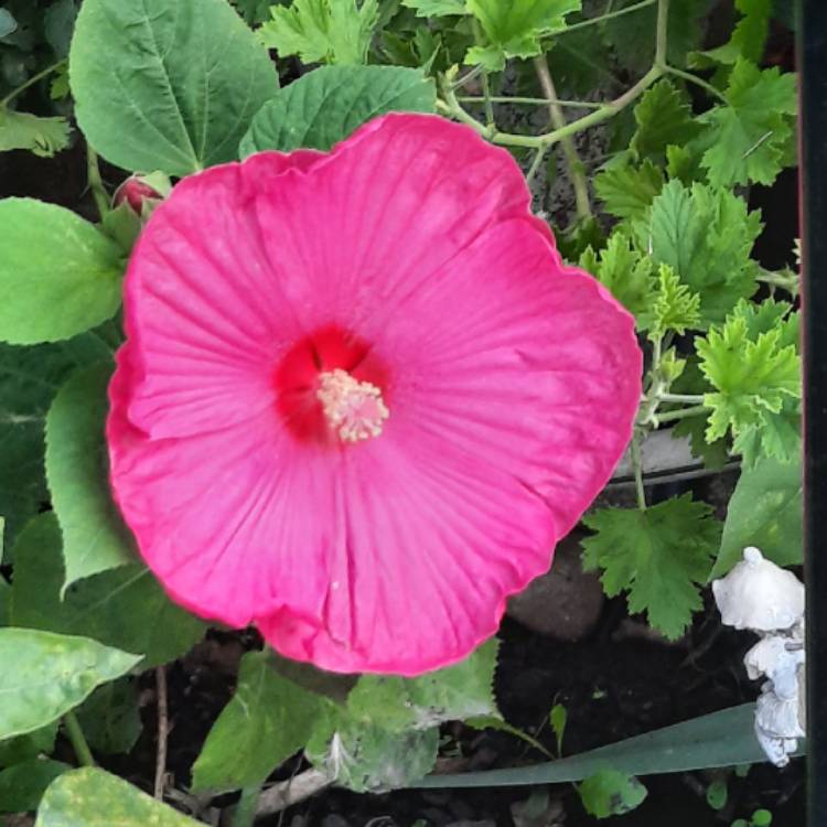 plant image 1374740