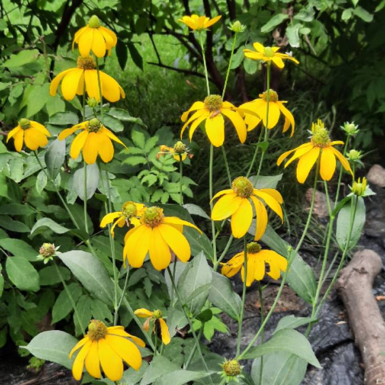 plant image 1378198 plant image 1378198