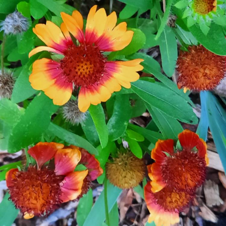 plant image 1389500