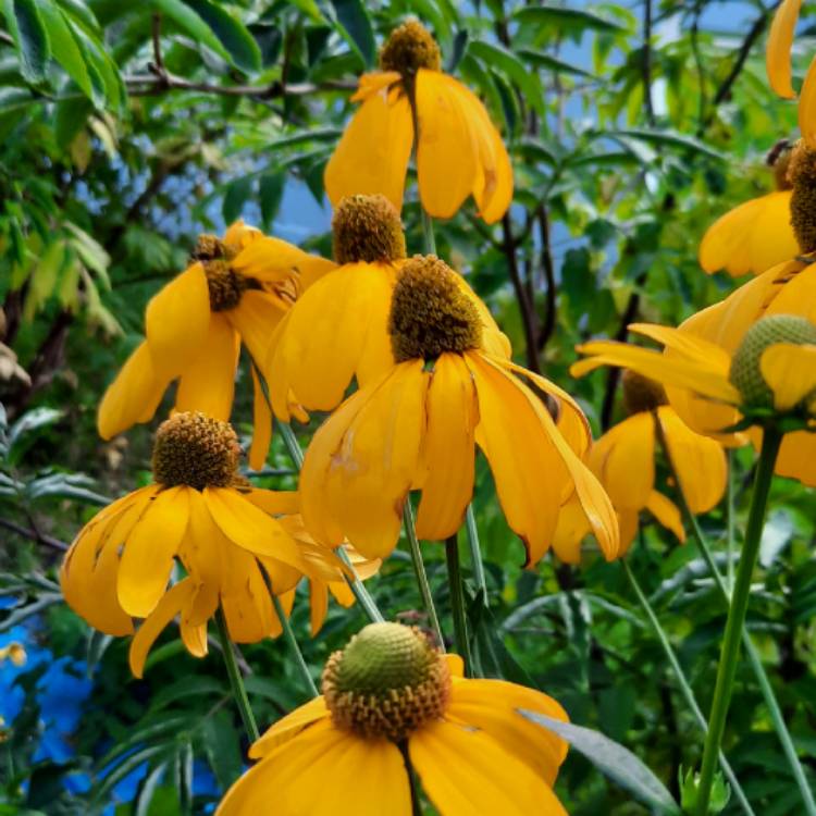 plant image 1389504 plant image 1389504