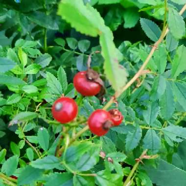 Rosa rugosa 'Pink'