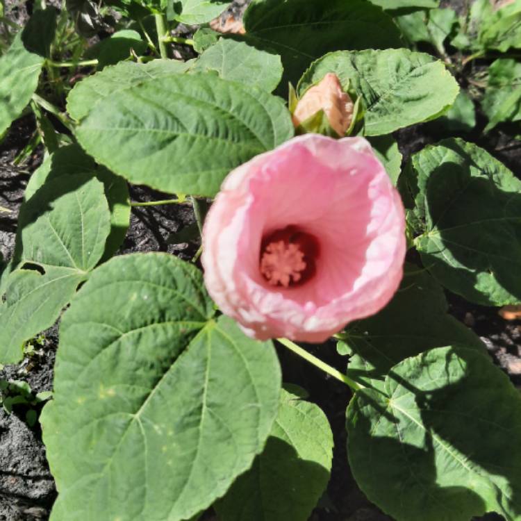 Plant image Hibiscus moscheutos 'Luna Rose'