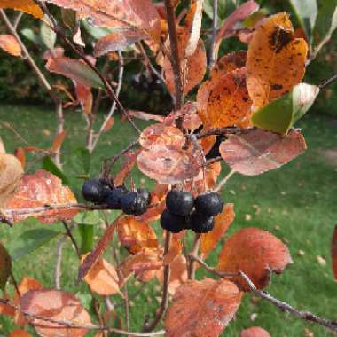 Aronia Melanocarpa