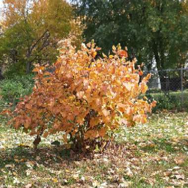 Corylus avellana