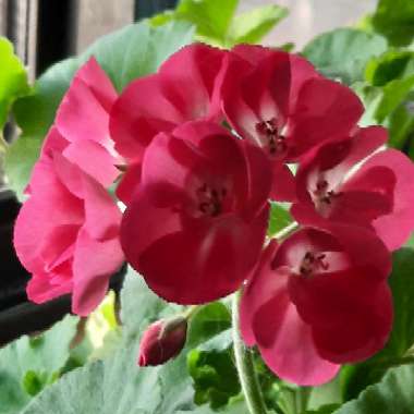 Pelargonium