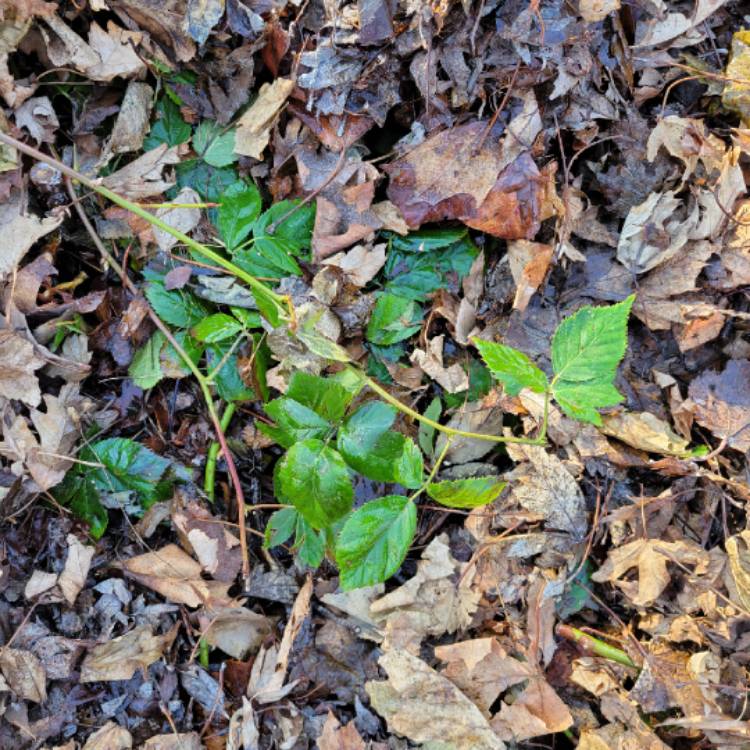 plant image 1447936