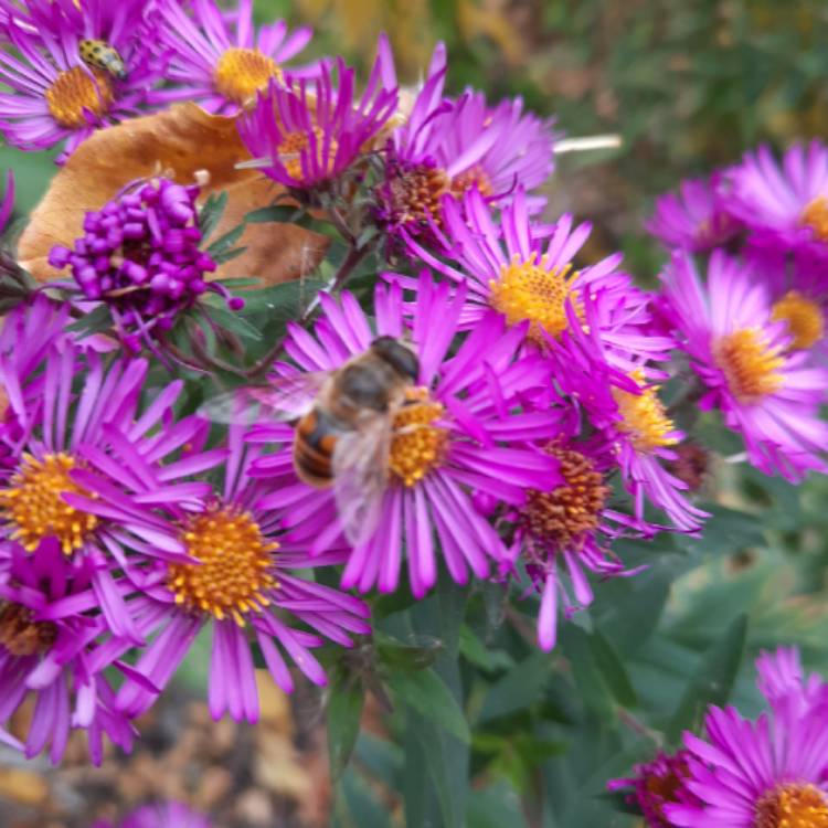 plant image 1462118