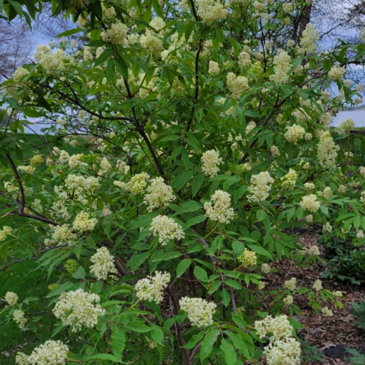 plant image 1473470 plant image 1473470
