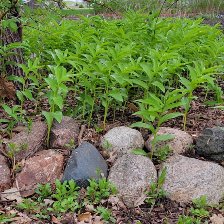 plant image 1473474 plant image 1473474