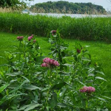 Asclepias incarnata 'Cinderella'