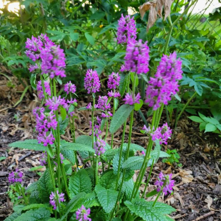 plant image 1502242