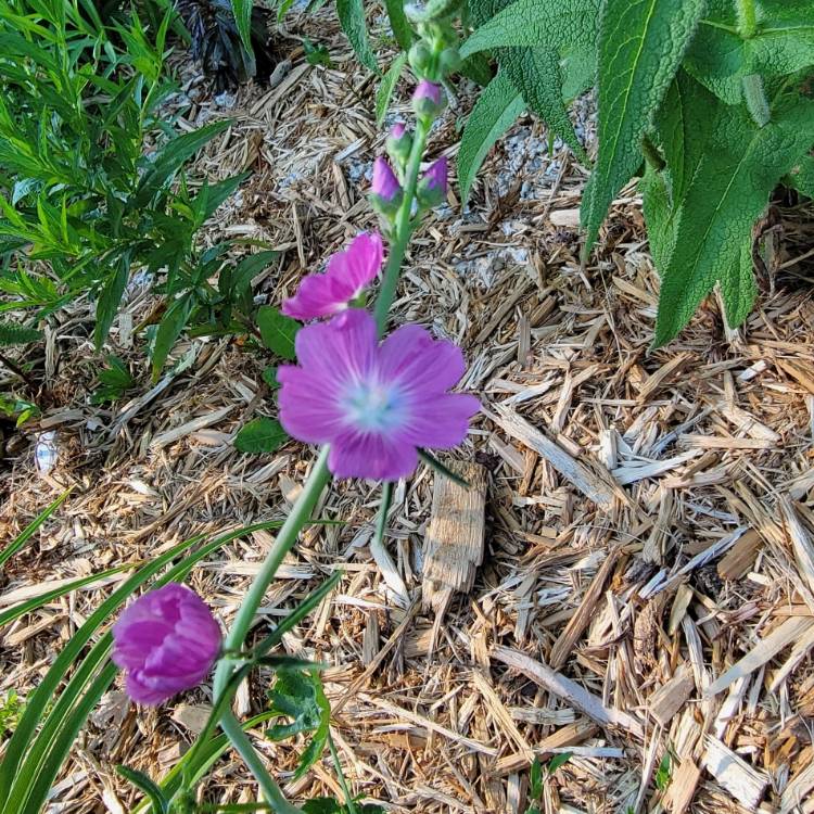 Plant image Sidalcea hybrida 'Party Girl'