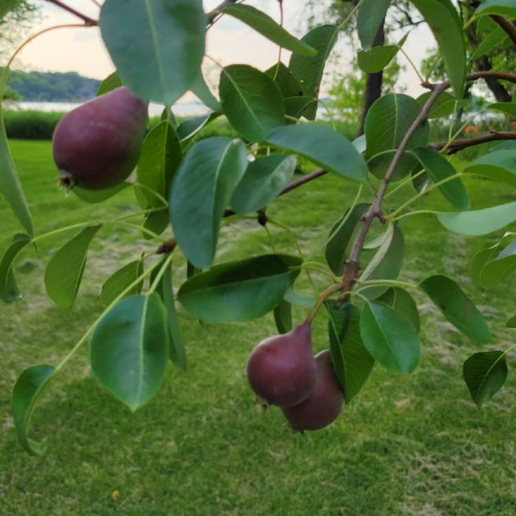 plant image 1505458