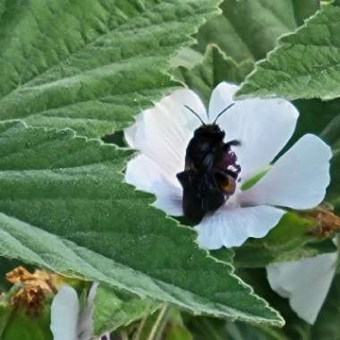Althaea officinalis 'Romney Marsh'