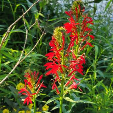 Lobelia Cardinalis syn.Lobelia fulgens ; Lobelia splendens