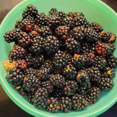 Rubus fruticosus