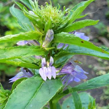 Lobelia siphilitica 'Blue'