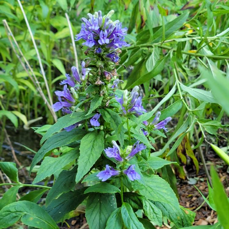 plant image 1526354 plant image 1526354