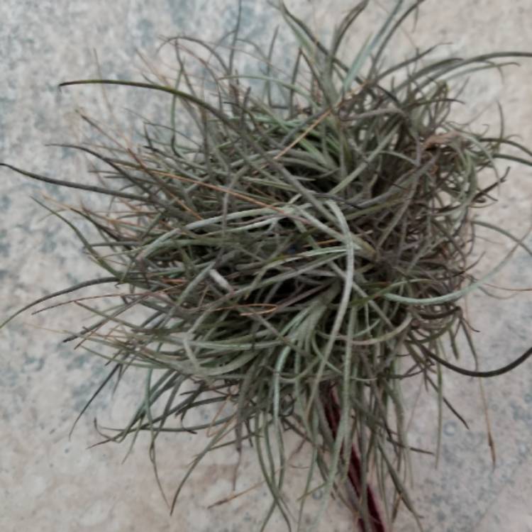 plant image 958619