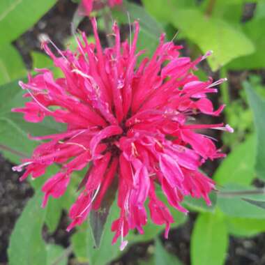 Monarda