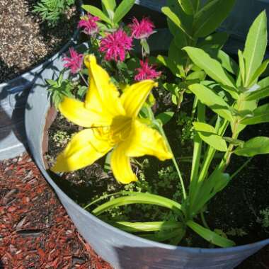 Hemerocallis