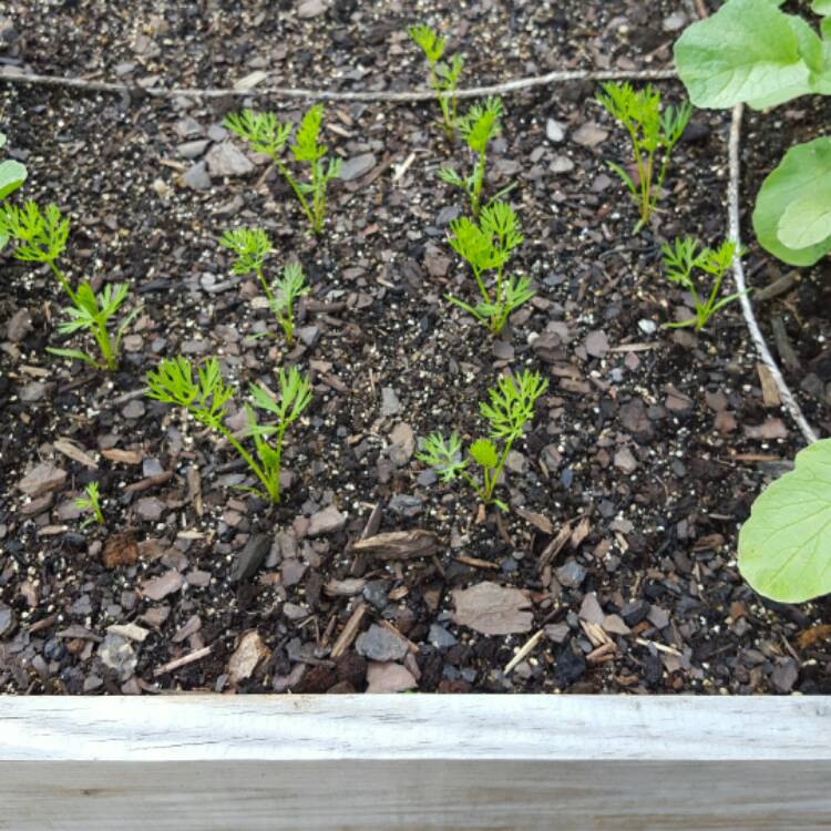 Plant image Daucus carota subsp. sativus 'Danvers 126'