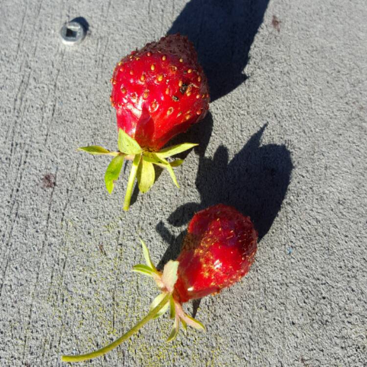 Plant image Fragaria x ananassa 'Seascape'